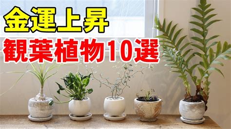 十運風水|金運アップにおすすめの風水25選｜お金持ちが実践している風水 